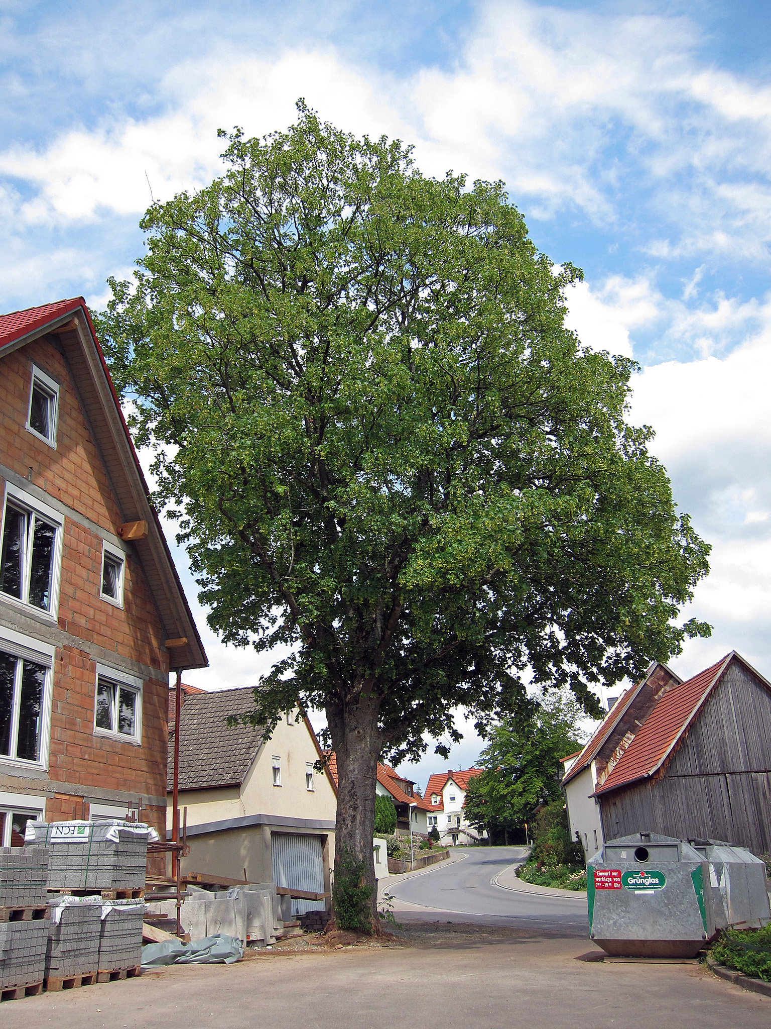 ahorn_in_nudlingen_1