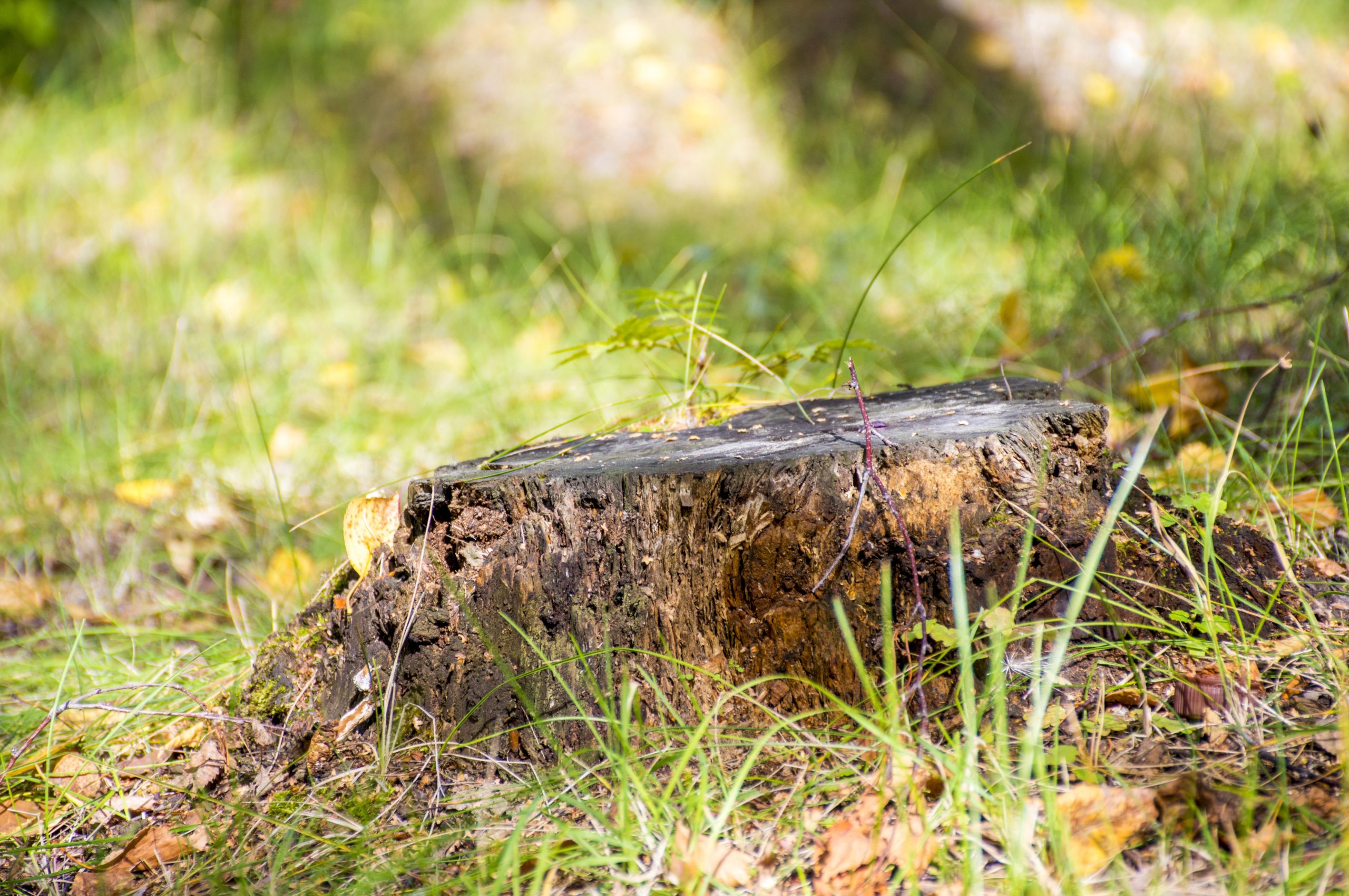 stump_summer_grass_forest