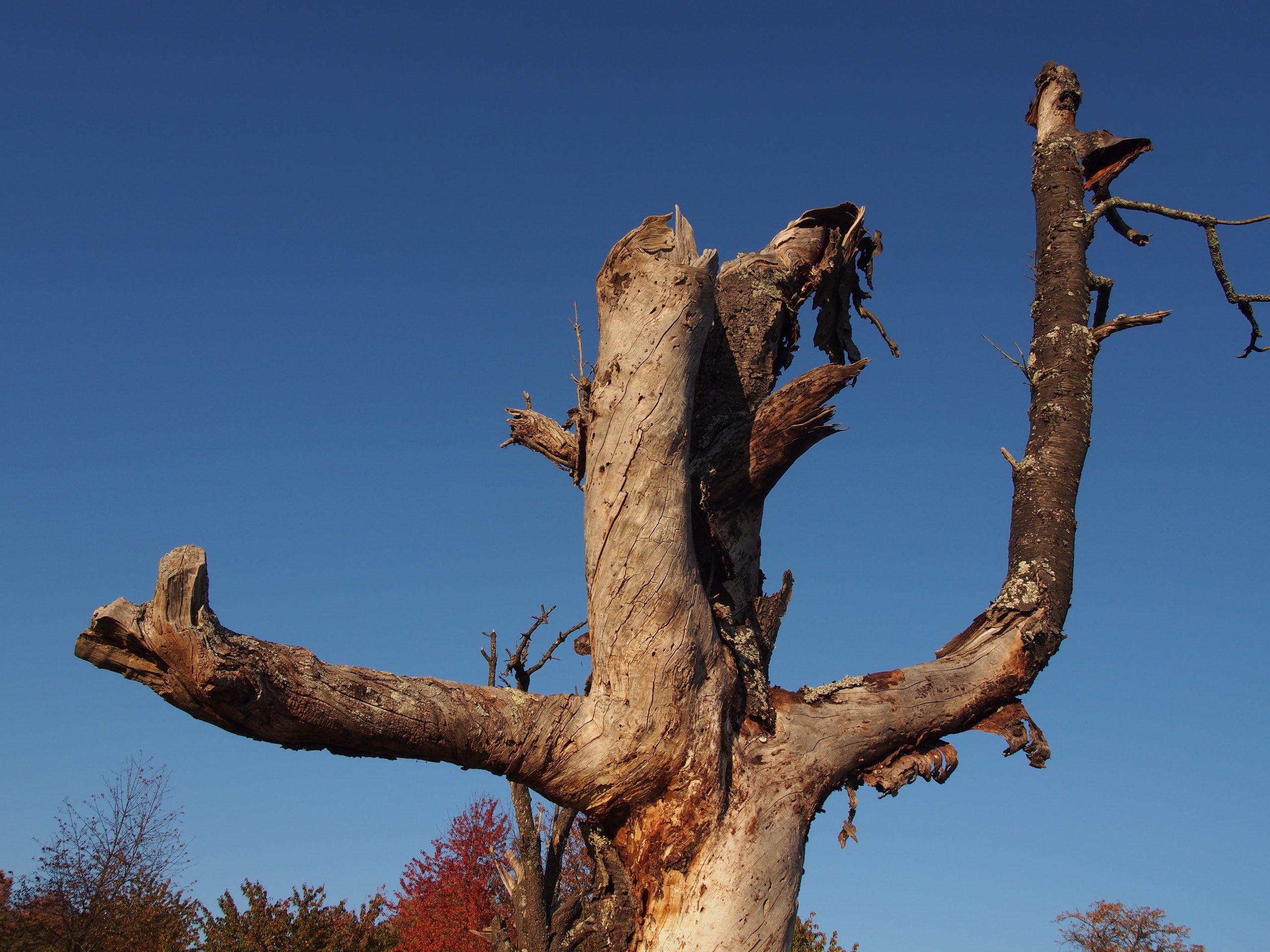 tree_fig_wood_tribe