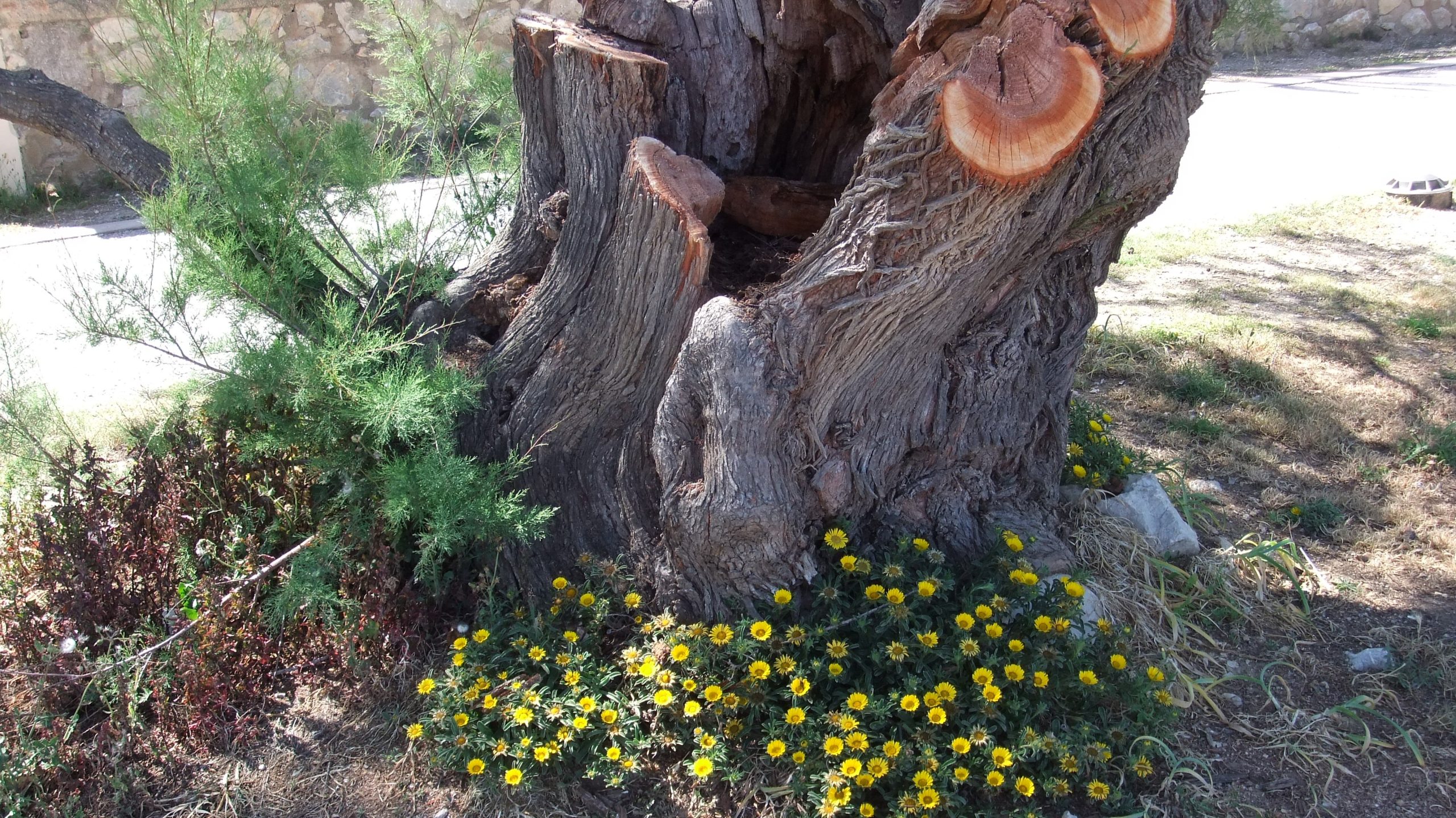 tree_tree_in_tree_0