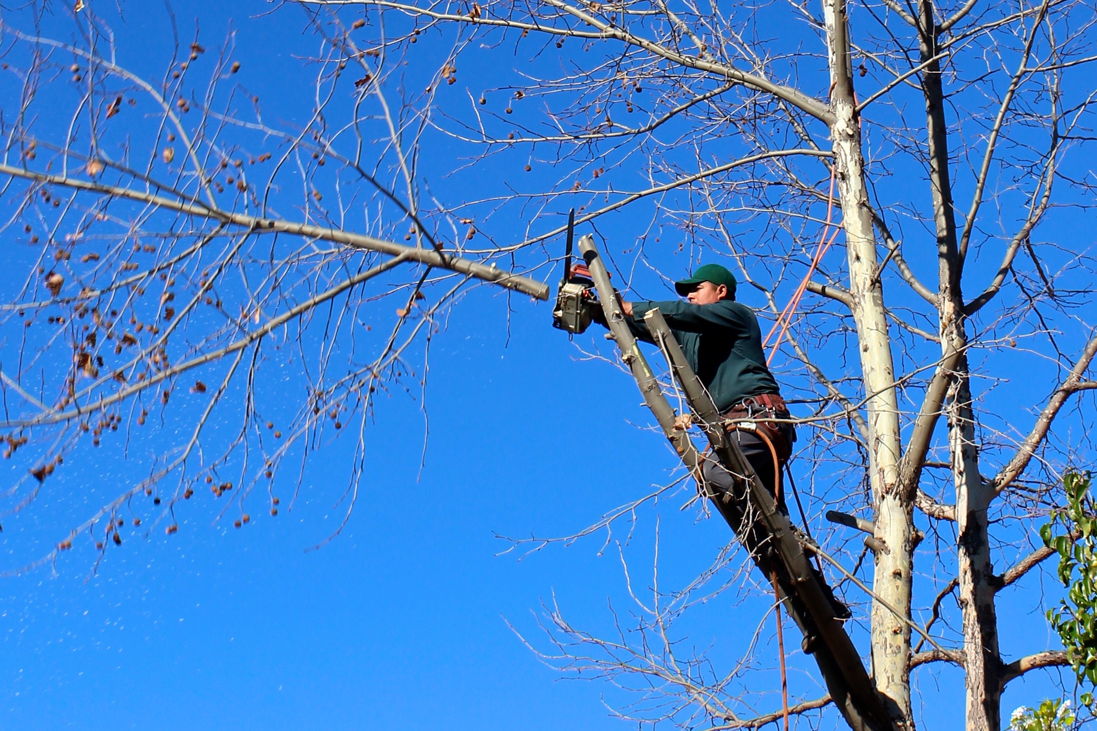 tree_woodcutter_chainsaw_pruning