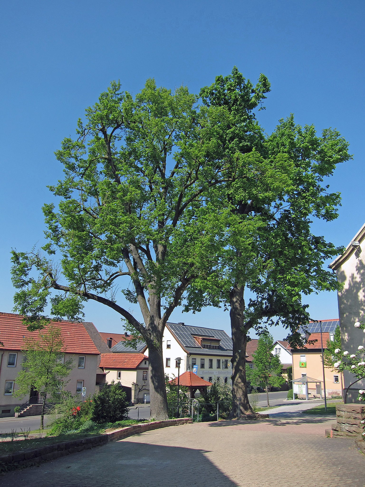 zwei_dorflinden_in_langendorf_0